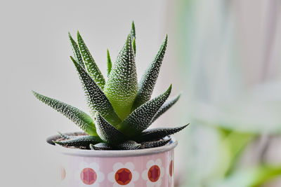 Close-up of succulent plant