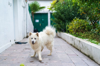 Dogs on footpath