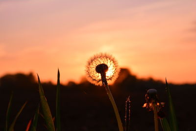 Close-up of dandelion against sky during sunset