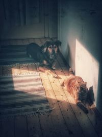 Portrait of dog relaxing on floor