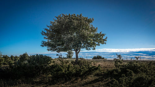 Trees on field against clear blue sky