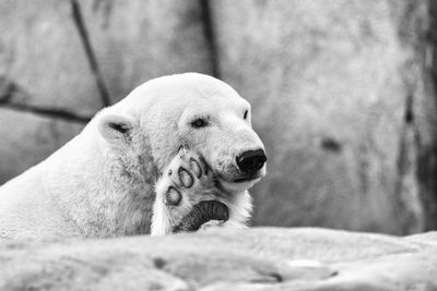 Close-up of a polar bear doing yoga