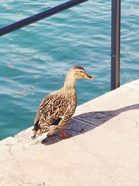 Bird perching on retaining wall by lake