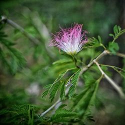 Close-up of purple thistle flower