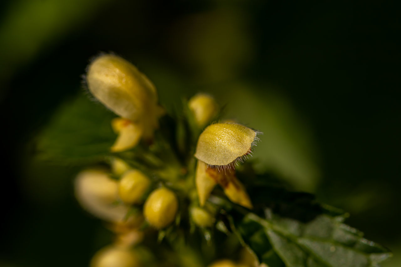 CLOSE-UP OF FRESH YELLOW FLOWER