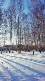 Bare trees on snow covered landscape