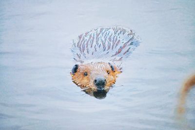 Close-up of beaver swimming in creek