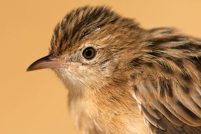 Close-up of a bird looking away