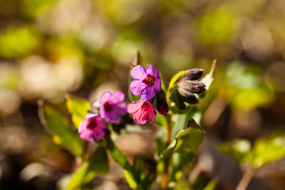 Close-up of honey bee pollinating on pink flower