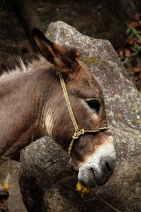 Close-up of donkey