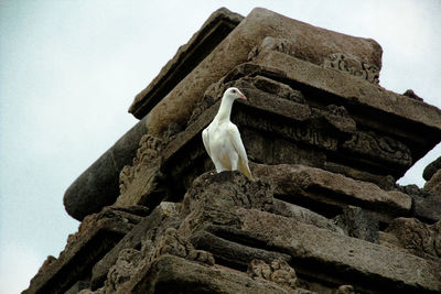 Low angle view of seagull perching on rock