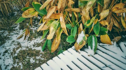 Plants growing on a tree