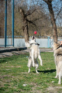 Dog playing in park