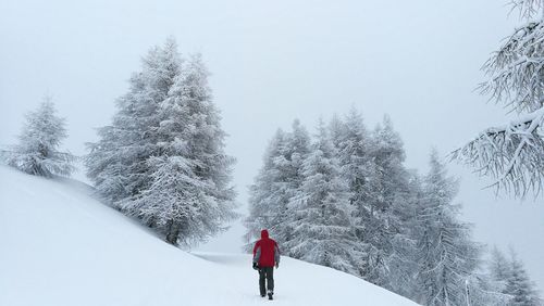 Rear view of person on snow covered track walking towards trees against foggy skyline