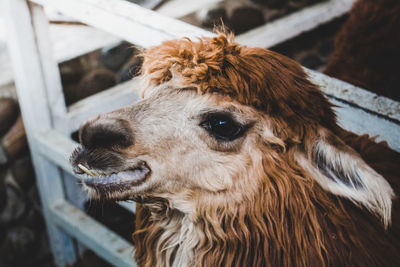 Close-up of a horse