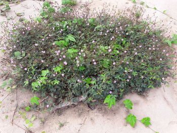 Close-up of ivy growing on plant