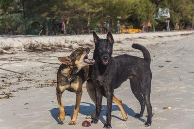 Dog on beach