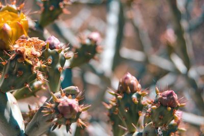 Close-up of pink flowering plant