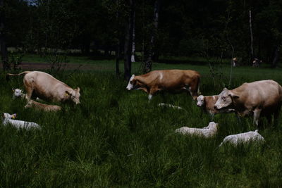 Sheep grazing on grassy field