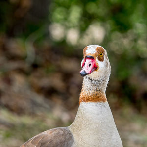 Close-up of bird against blurred background