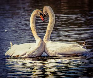 Swan swimming in lake