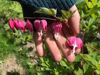 Close-up of flowers blooming outdoors