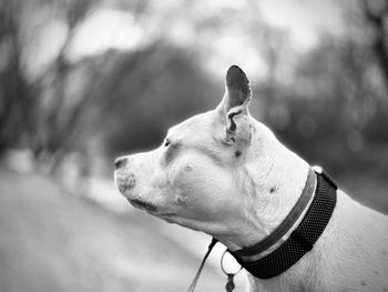 Close-up of dog