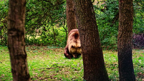 View of an animal on tree trunk in forest