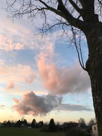 Trees against sky during sunset