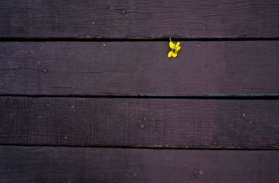 High angle view of yellow leaves on wooden plank
