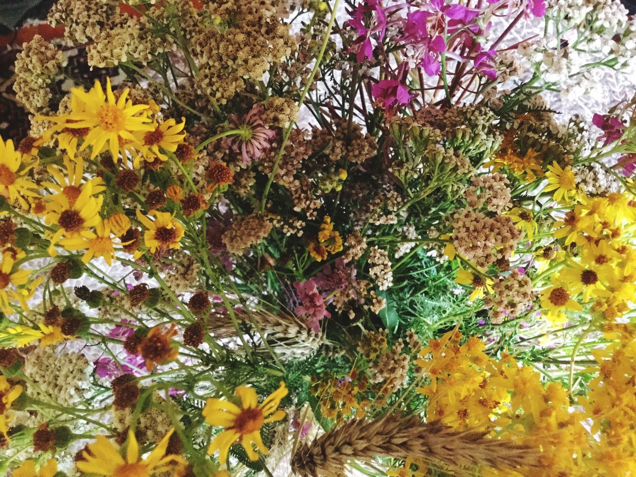 LOW ANGLE VIEW OF YELLOW FLOWERS