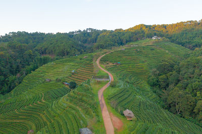 Scenic view of agricultural field against sky