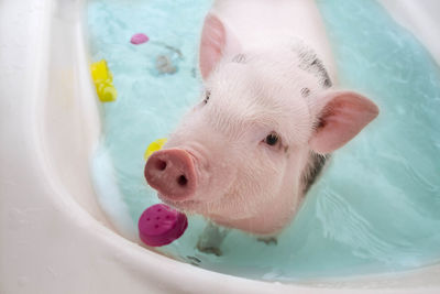 High angle view of dog in bathtub