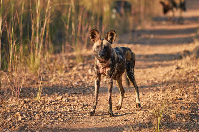 Portrait of dog on land