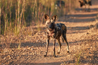 An african wild dog in kafue national park