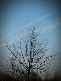 bare tree