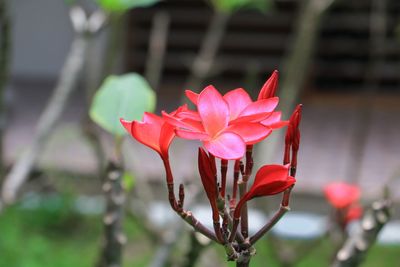 Close-up of red flowering plant