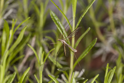 Close-up of insect on grass