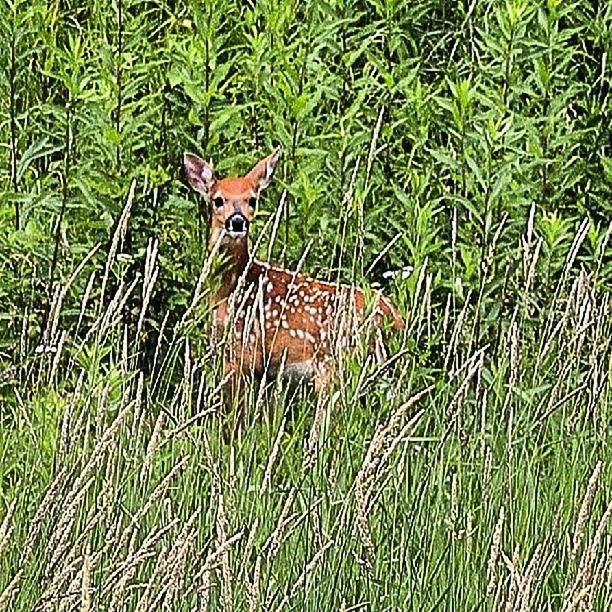 animal themes, animals in the wild, one animal, wildlife, grass, green color, plant, nature, high angle view, grassy, growth, field, outdoors, beauty in nature, bird, no people, day, water, green, animal markings