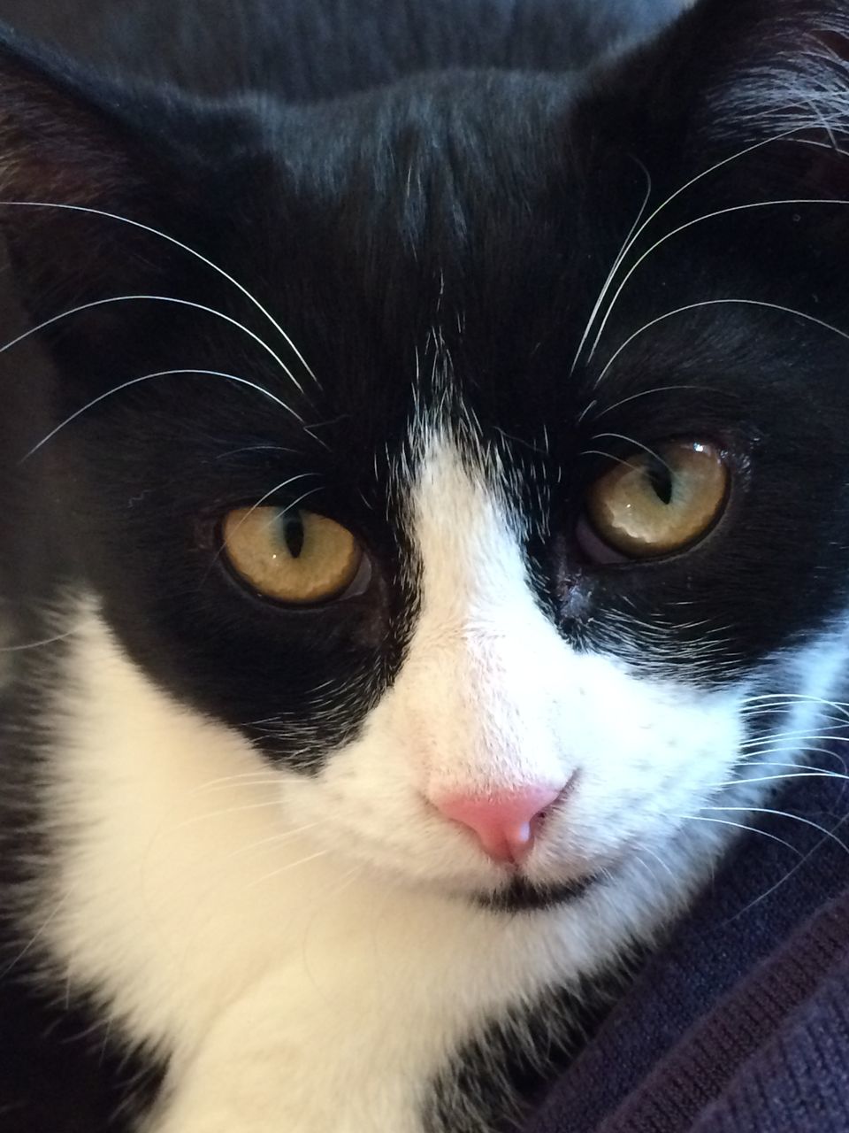 domestic animals, one animal, animal themes, pets, mammal, animal head, animal body part, close-up, animal eye, whisker, domestic cat, portrait, looking at camera, part of, feline, indoors, cat, animal hair, snout, animal nose