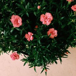 High angle view of pink flowering plant