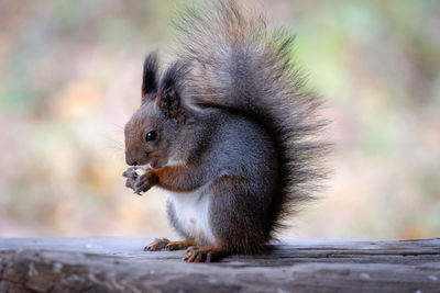 Close-up of squirrel eating nut on wood