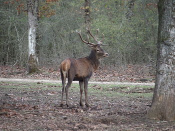 Deer in forest