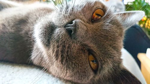 Close-up portrait of a cat