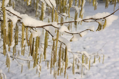 Close-up of snow covered plants against trees