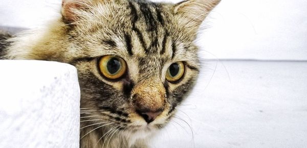 Close-up portrait of a cat