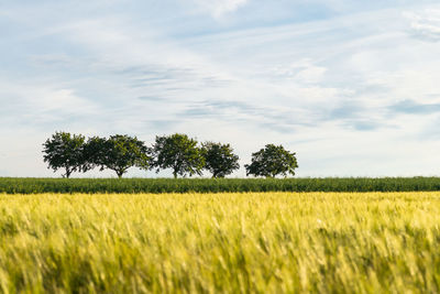 Trees on field against sky