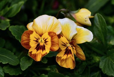 Close-up of yellow flowering plant