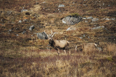 Flock of sheep on landscape