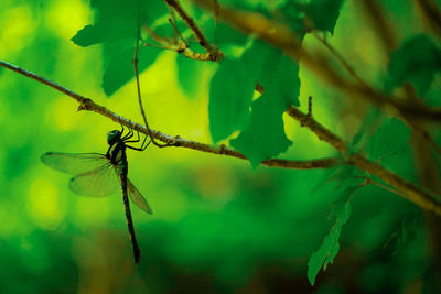 Close-up of grasshopper on branch